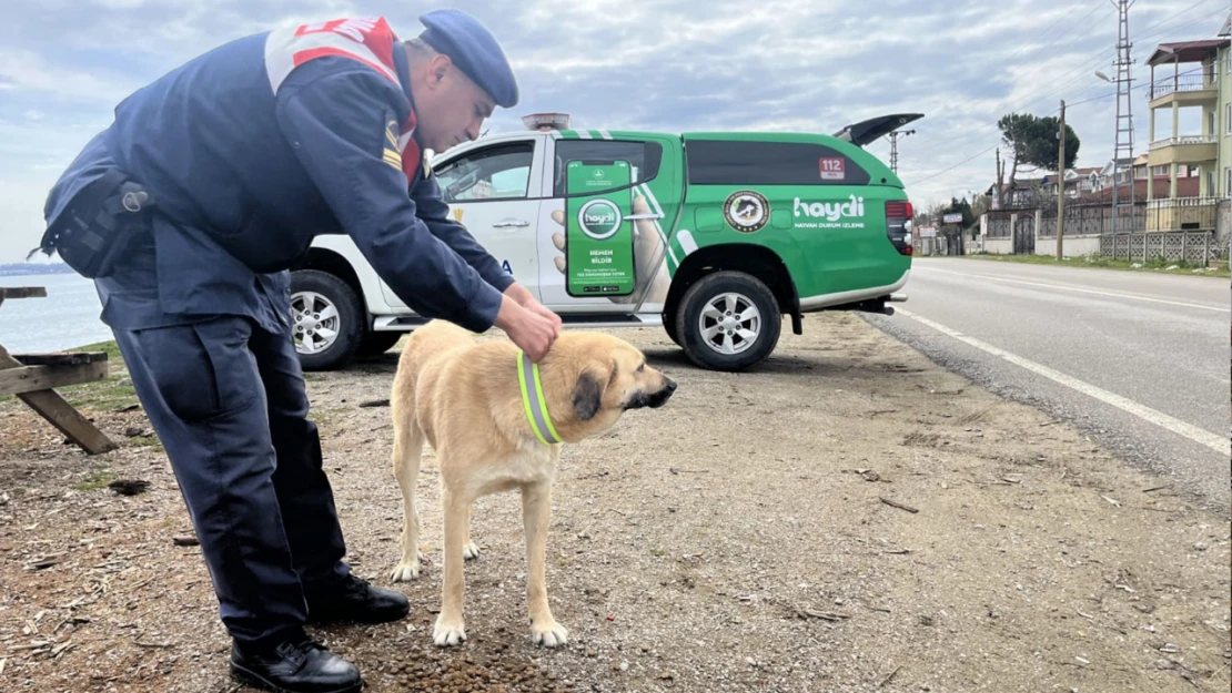 Sokak köpeklerine reflektörlü tasma