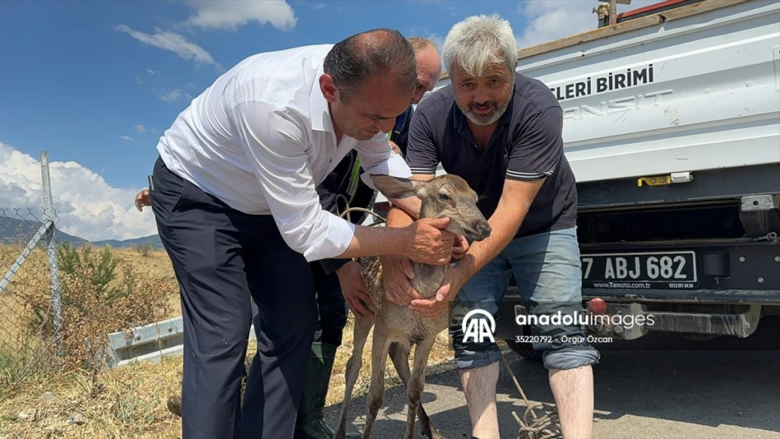 Su Kanalına Düşen Karaca Kurtarıldı