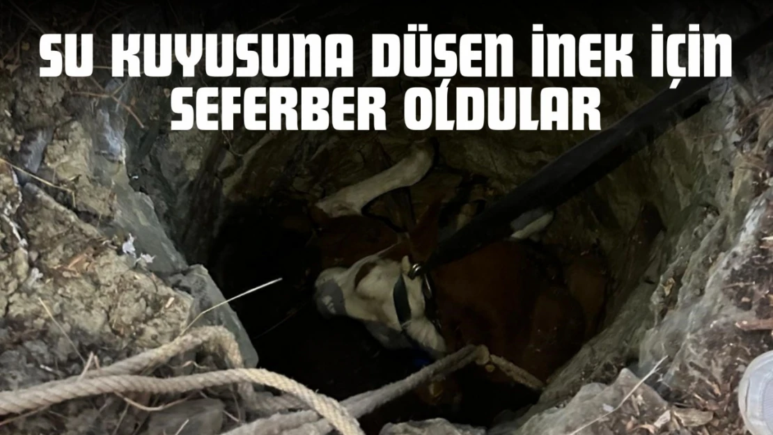 Su Kuyusuna Düşen İnek İçin Seferber Oldular