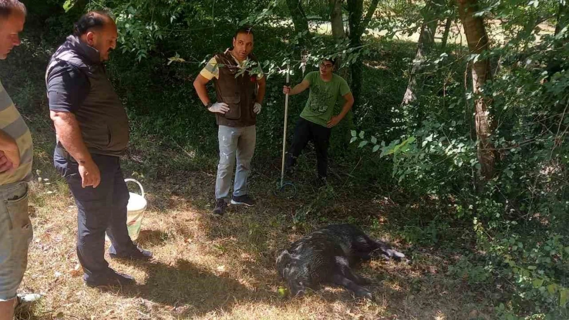 Su Kuyusuna Düşen Yavru Yaban Domuzu DKMP Ekiplerince Kurtarıldı