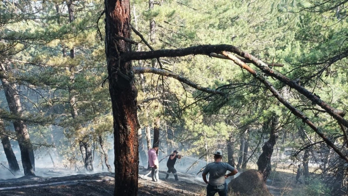 Sungurlu'da Orman Yangını