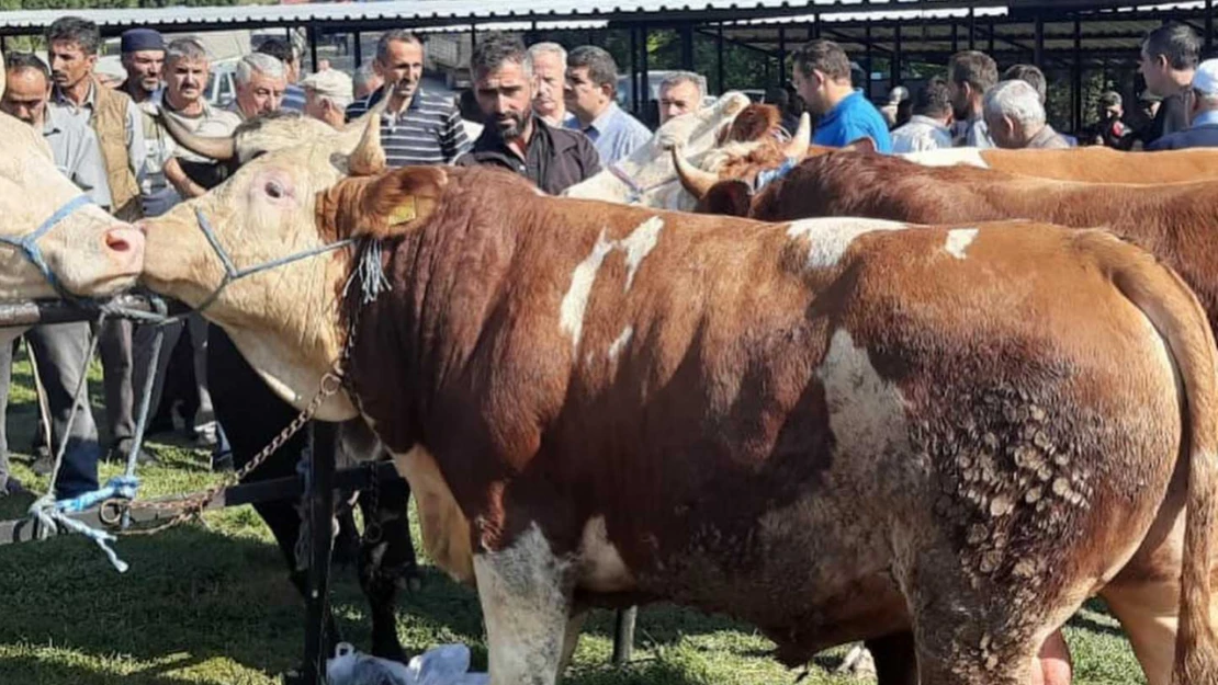 Taşköprü Hayvan Pazarı'nda denetim