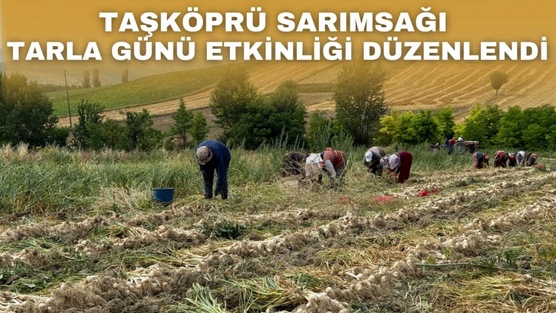 Taşköprü Sarımsağı Tarla Günü Etkinliği Düzenlendi