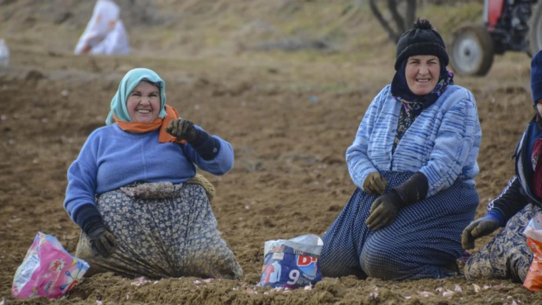 Taşköprü Sarımsağı Toprakla Buluştu