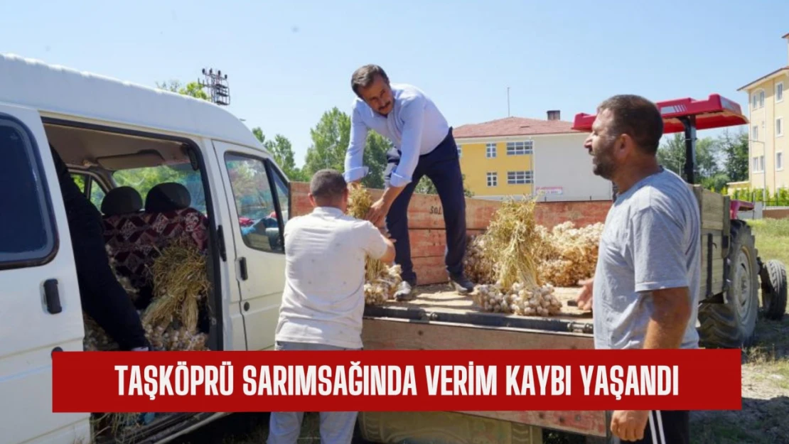 Taşköprü sarımsağında verim kaybı yaşandı