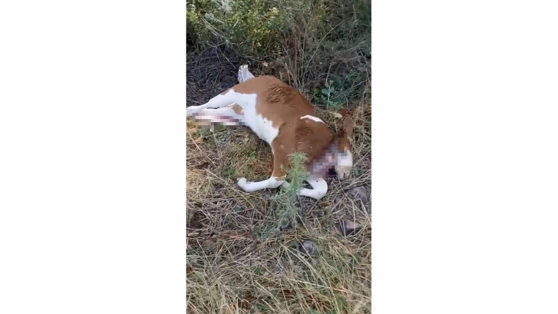 Telef olan buzağıyı yol kenarına terk ettiler