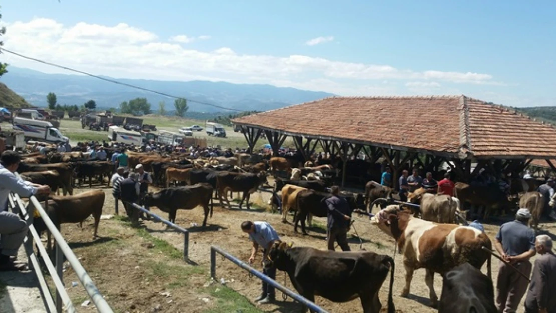 Tosya'da Hayvan Pazarı Kapatıldı