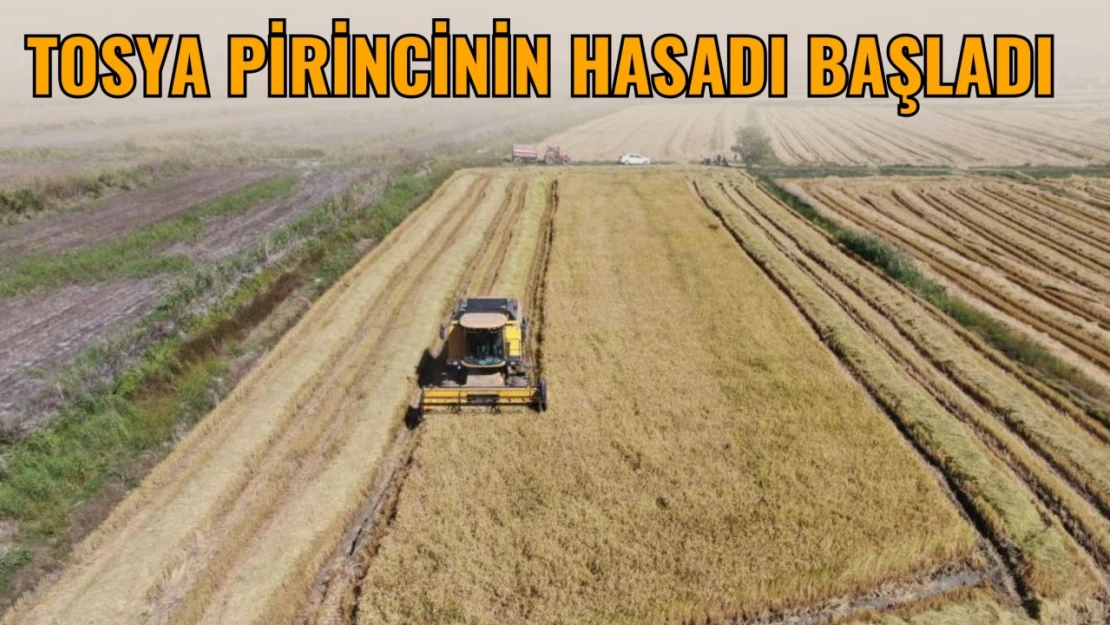 Tosya Pirincinin Hasadı Başladı