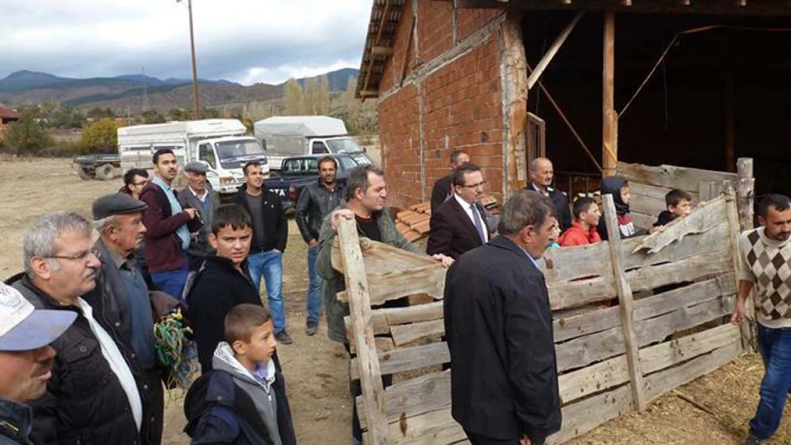 Tosya'da genç çiftçilere düve dağıtıldı
