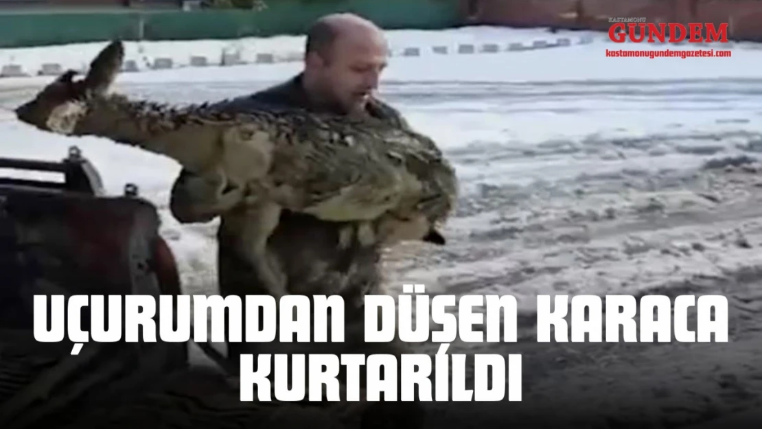 Uçurumdan Düşen Karaca Kurtarıldı
