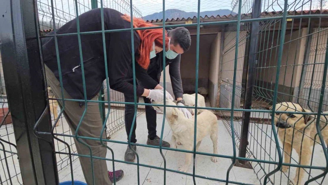 Ölüme Terk Edilen Köpekler Sağlığına Kavuştu