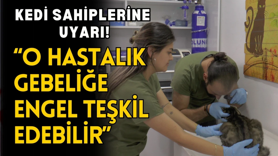 Uzmanından Kedi Sahiplerine 'Toksoplazma' Uyarısı!