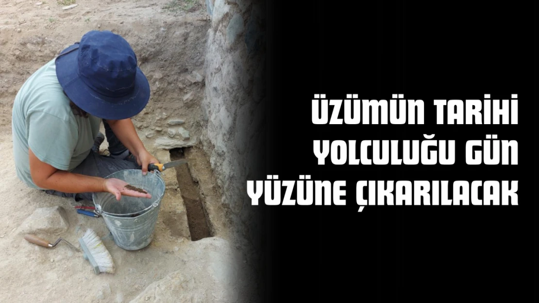 Üzümün Tarihi Yolculuğu Gün Yüzüne Çıkarılacak