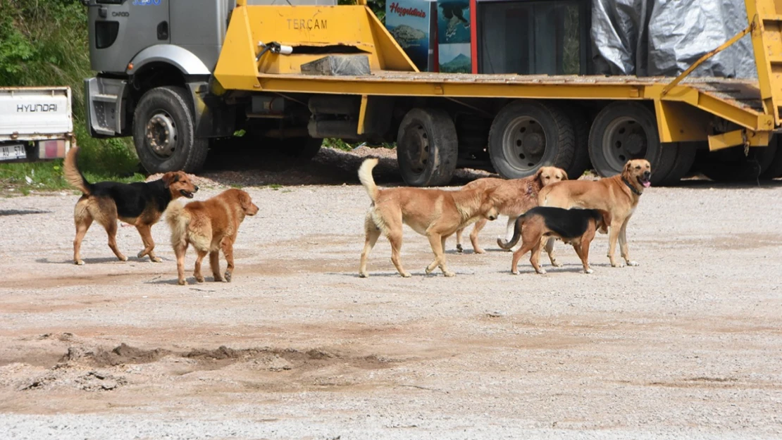 Vatandaşlara saldıran sokak köpekleri toplandı