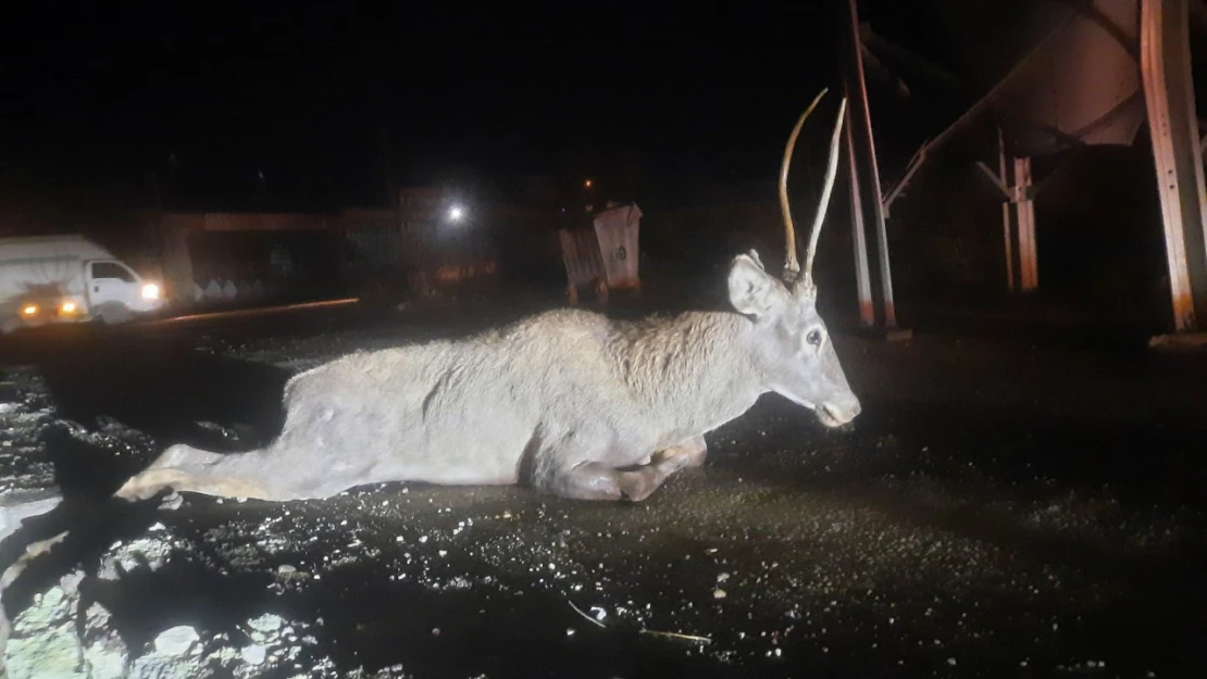 Yaralanan Geyik Kurtarılamadı