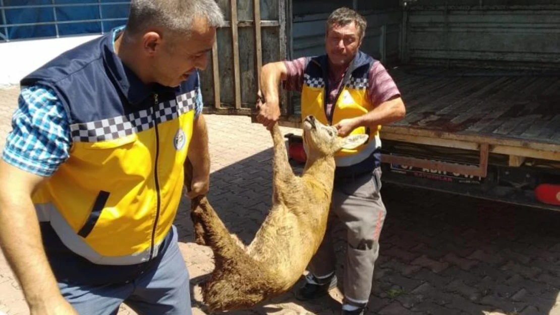 Yaralı karaca tedavi altına alındı