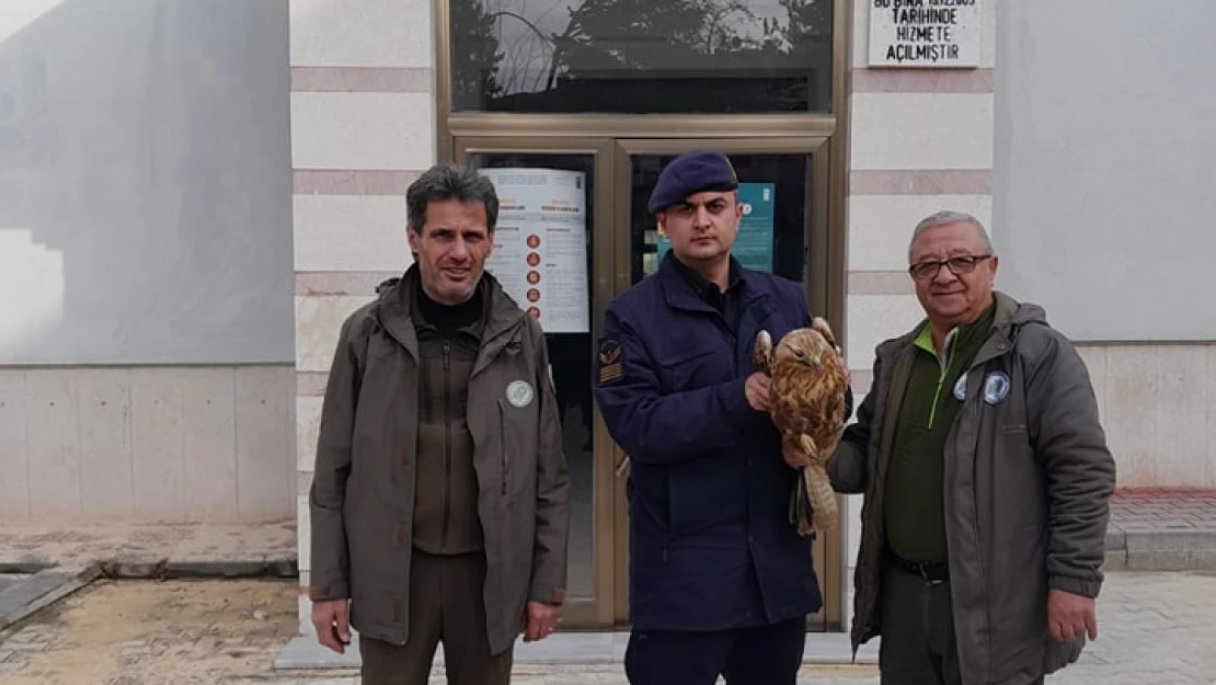 Yaralı kızıl şahin tedaviye alındı