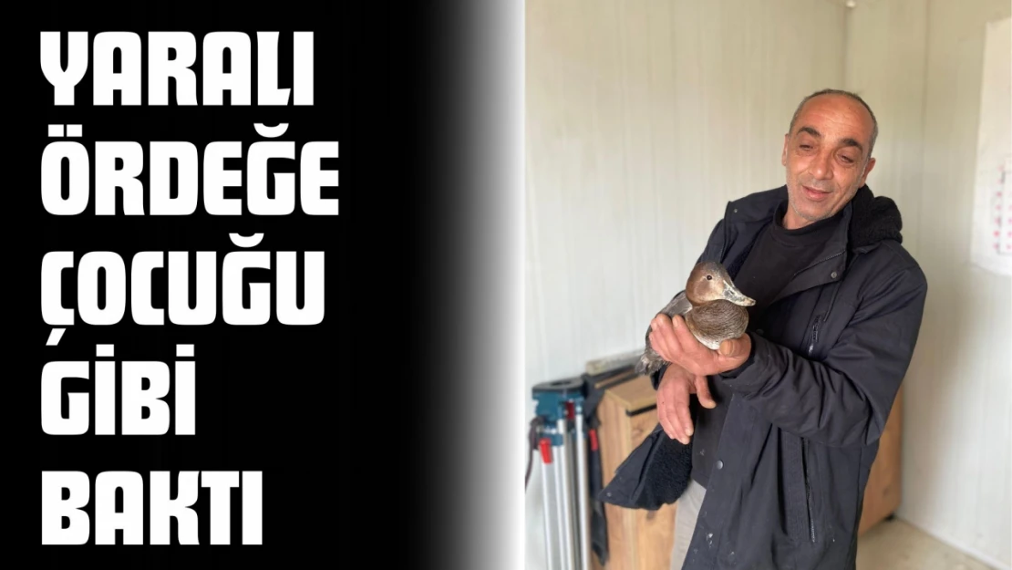 Yaralı Ördeğe Çocuğu Gibi Baktı
