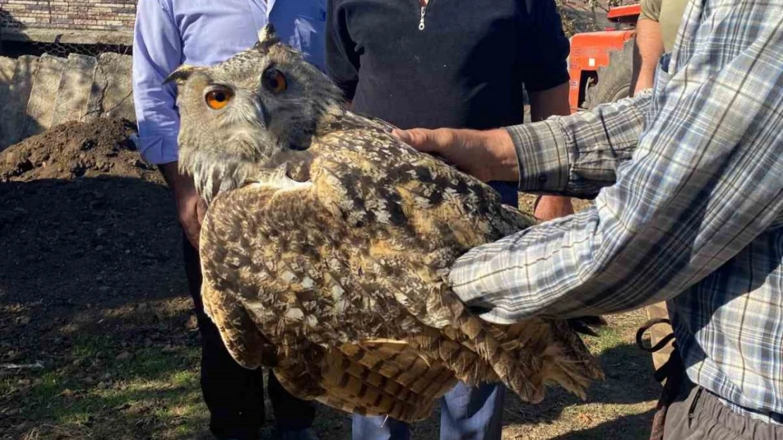 Yaralı Puhu Kuşu Koruma Altına Alındı