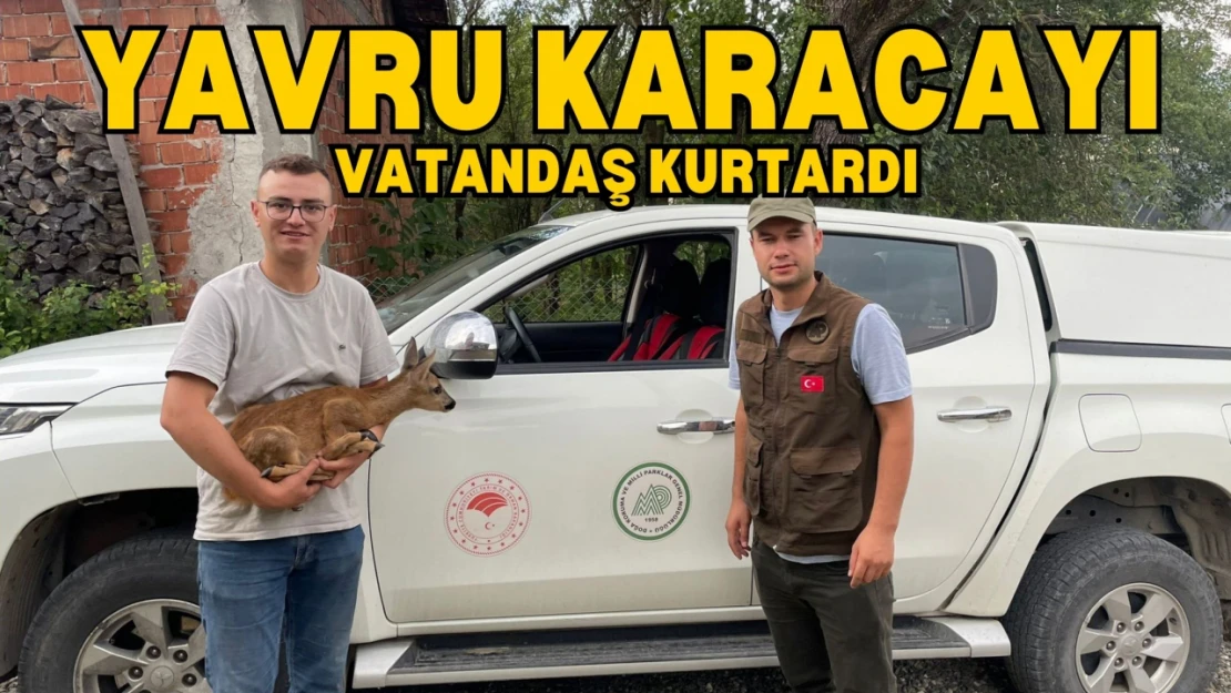 Yavru Karacayı Vatandaş Kurtardı