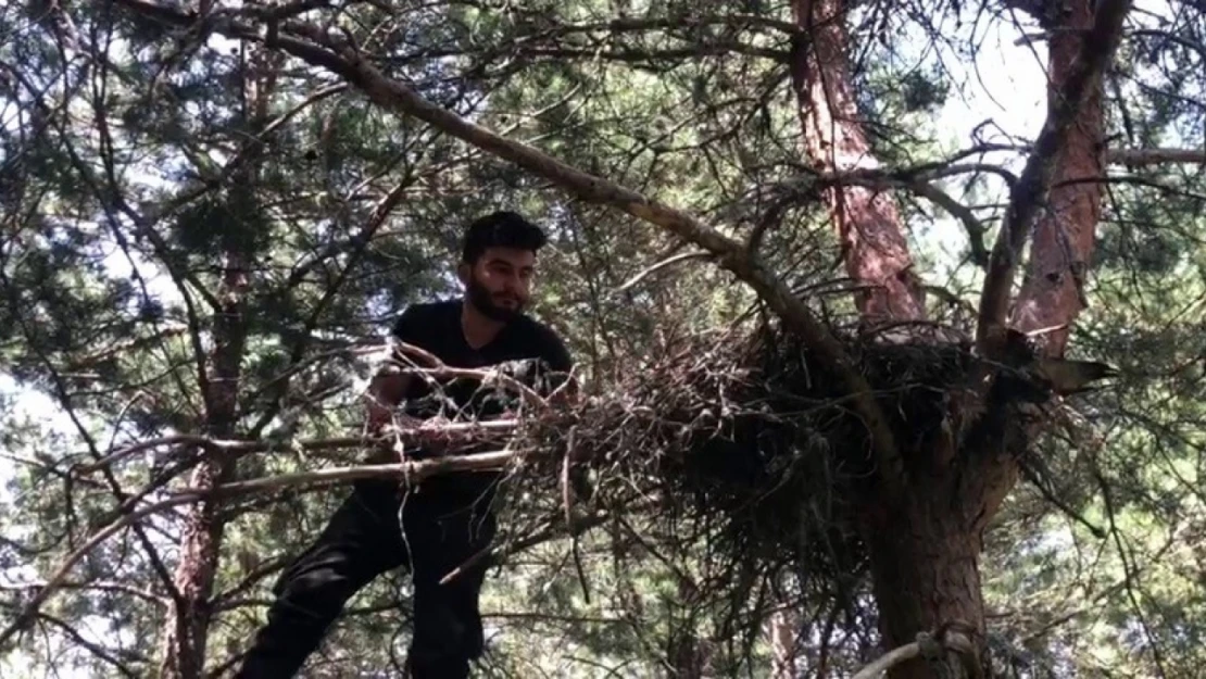 Yavru şahinleri orman işçisi sahiplendi