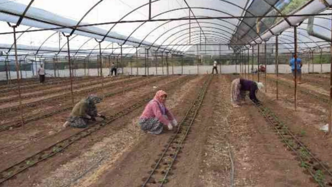 Yaz Kış Sebze Üretimi Projesi uygulanmaya başladı