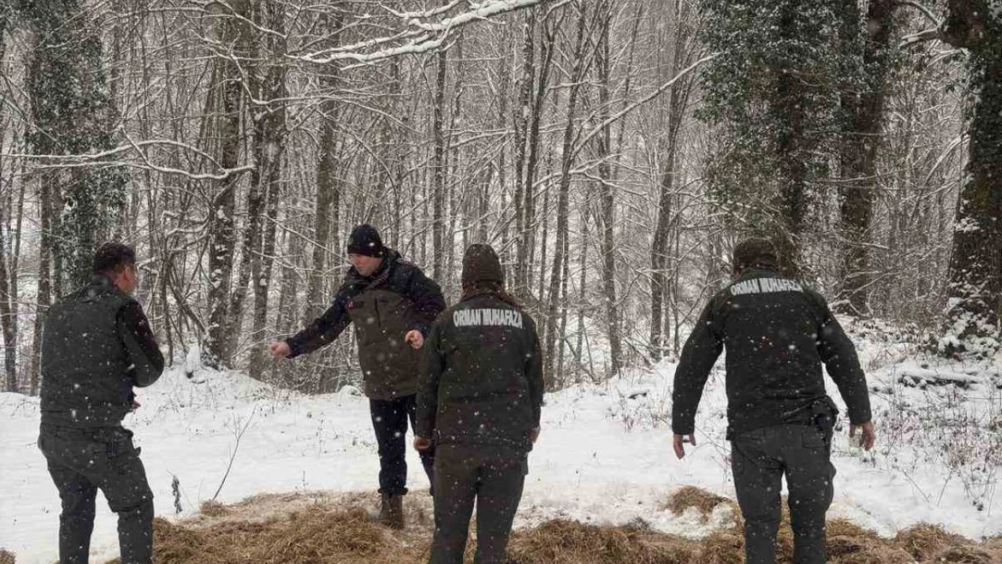 Yenice'de Doğaya Yem Bırakıldı