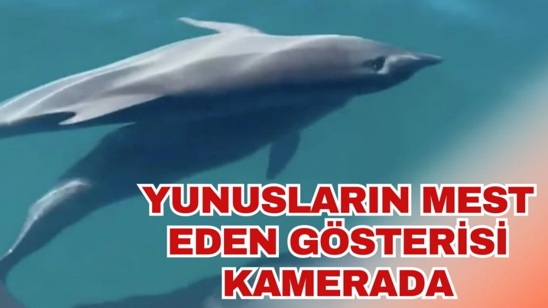 Yunusların Mest Eden Gösterisi Kamerada