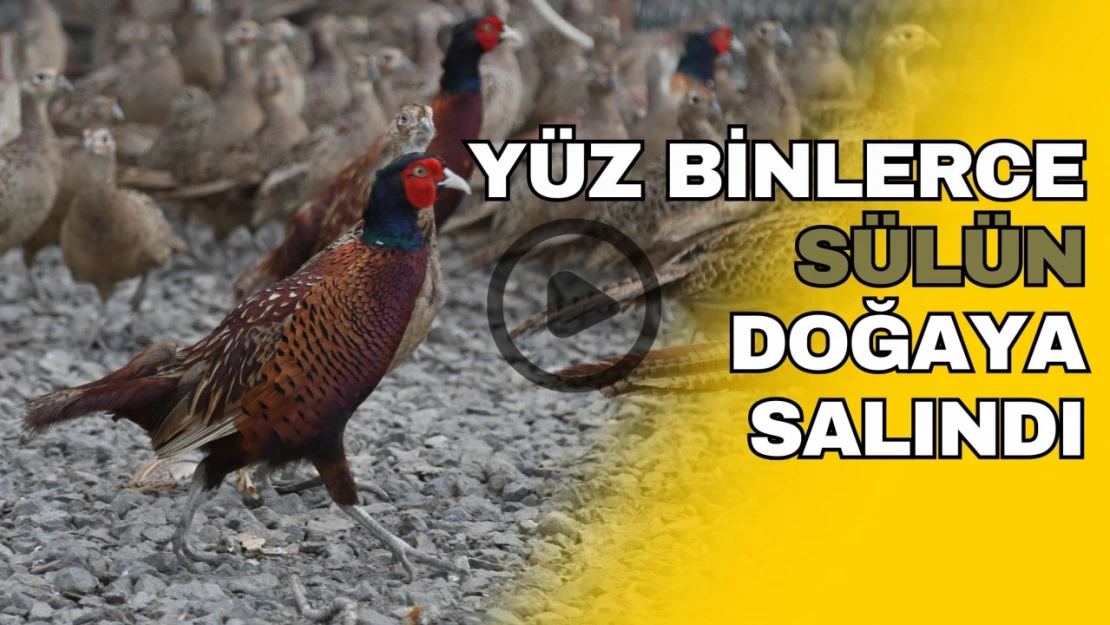 Yüz Binlerce Sülün Doğaya Salındı