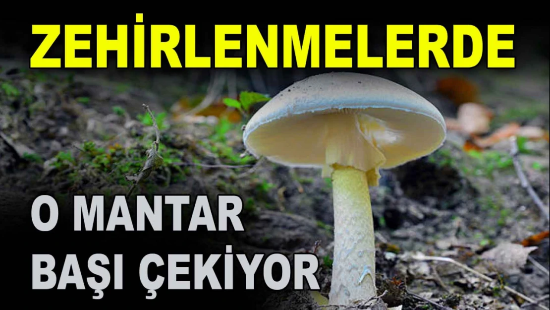 Zehirlenmelerde O Mantar Başı Çekiyor