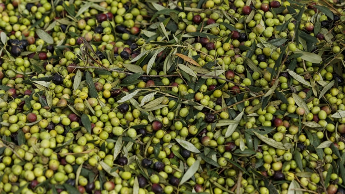 Zeytin Üretimi Rekor Kırdı