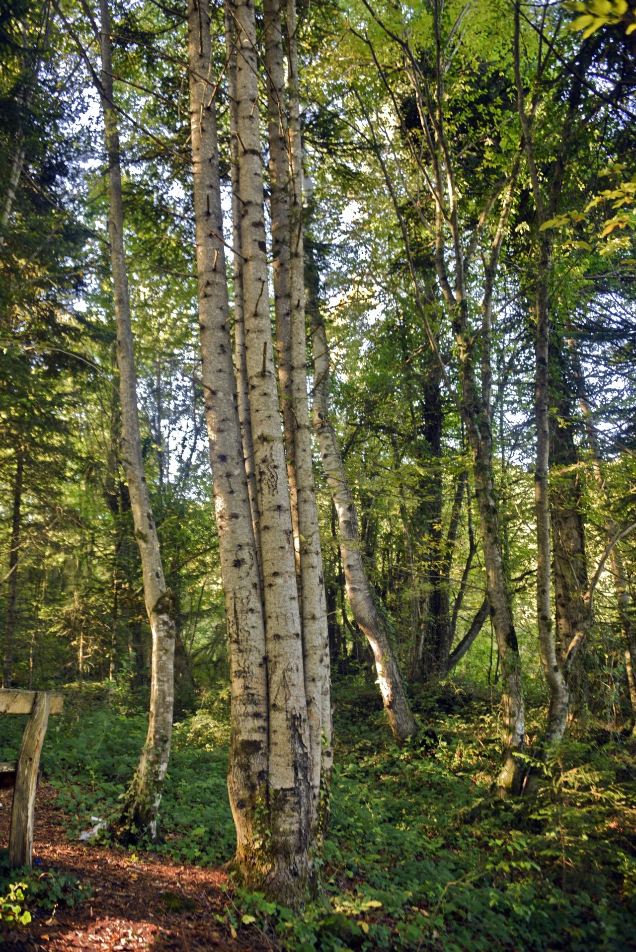 Aynı Kökten Büyüdüler
