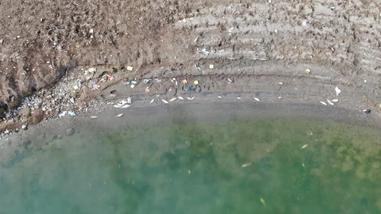 Su Seviyesi Düştü, Ölen Balıklar Kıyıya Vurdu!