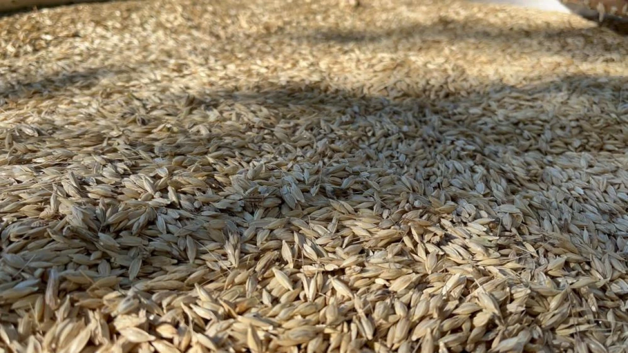 Atalarının İzinden Gidiyorlar