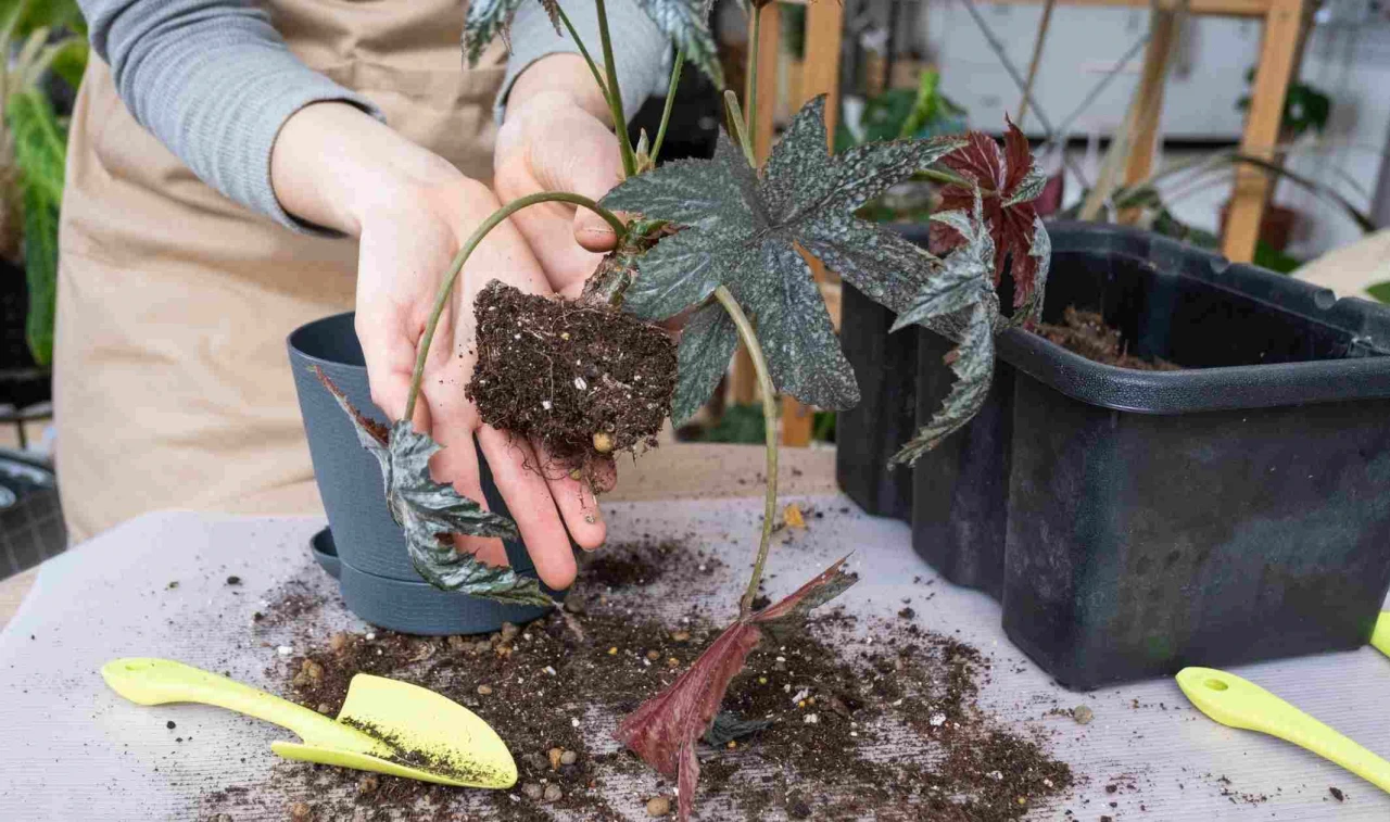 Çiçeklerin Çürümesini Önlüyor!