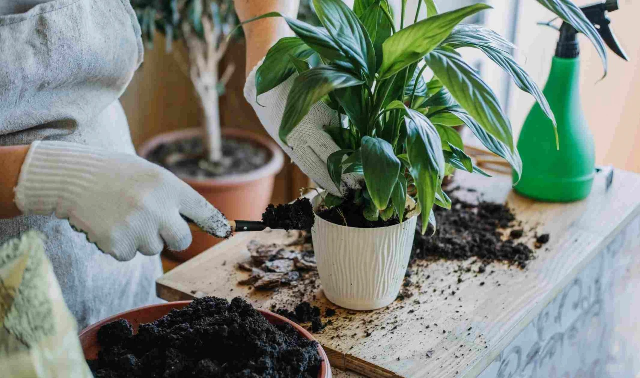 Çiçeklerin Çürümesini Önlüyor!