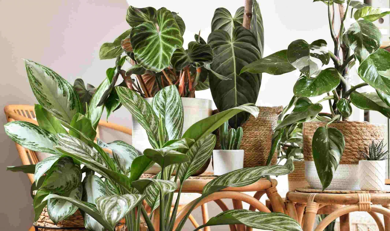 Aralık'tan Önce Budanması Gereken Bitkiler!