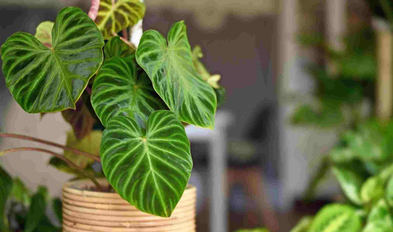 Aralık'tan Önce Budanması Gereken Bitkiler!