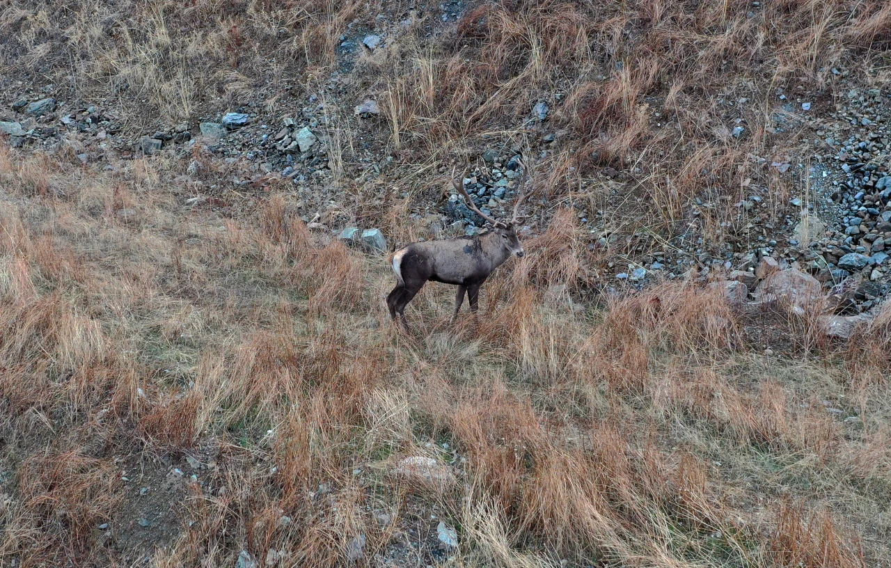 Kastamonu'da Kızıl Geyikler Dronla Görüntülendi