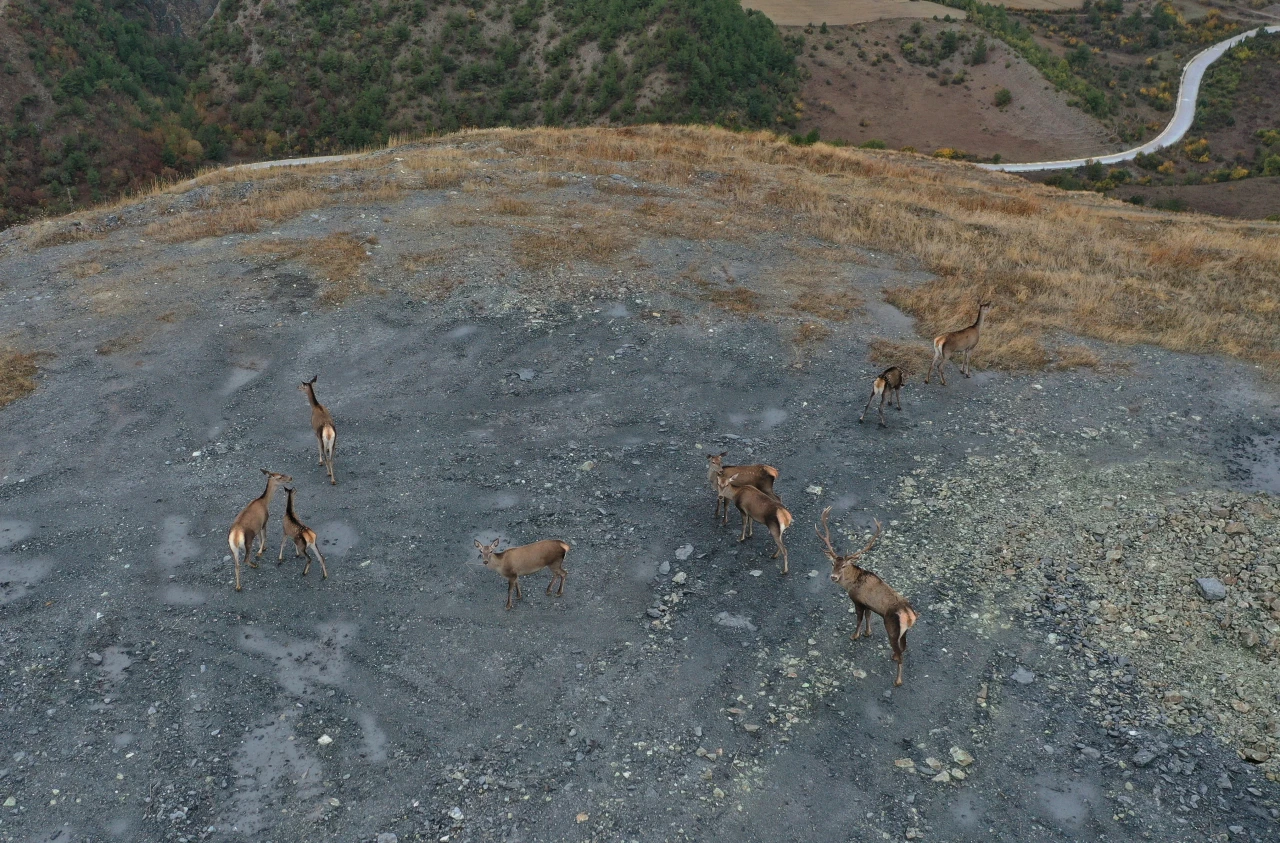Kastamonu'da Kızıl Geyikler Dronla Görüntülendi