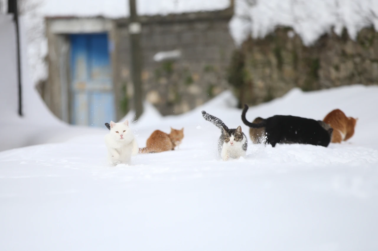 Kedileri Köy İmamı Besliyor