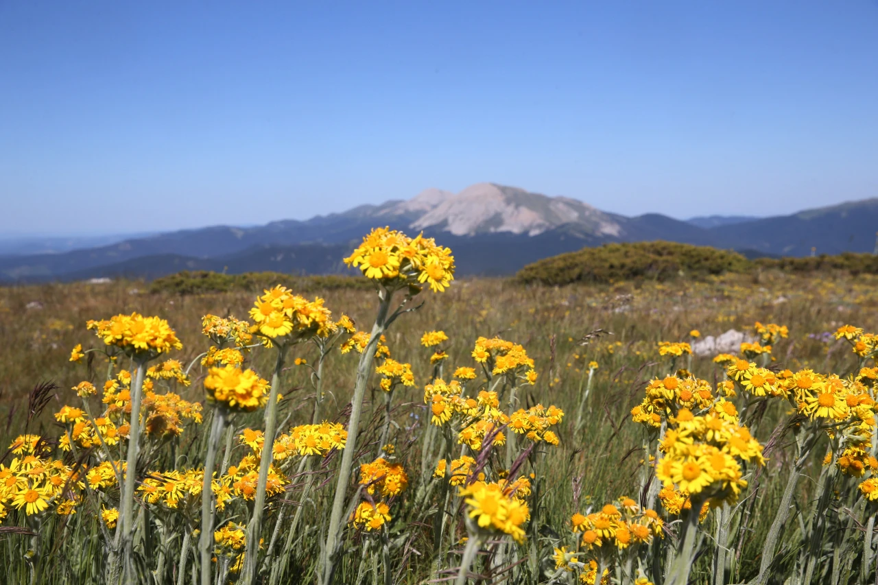 Ilgaz Dağı'nda Bahar Yeni Yaşanıyor