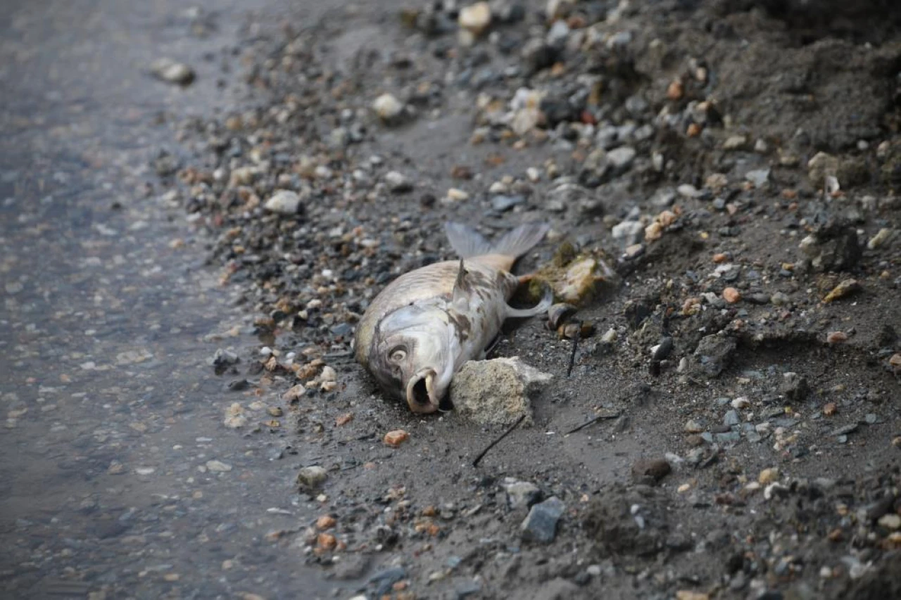 Su Seviyesi Düştü, Ölen Balıklar Kıyıya Vurdu!
