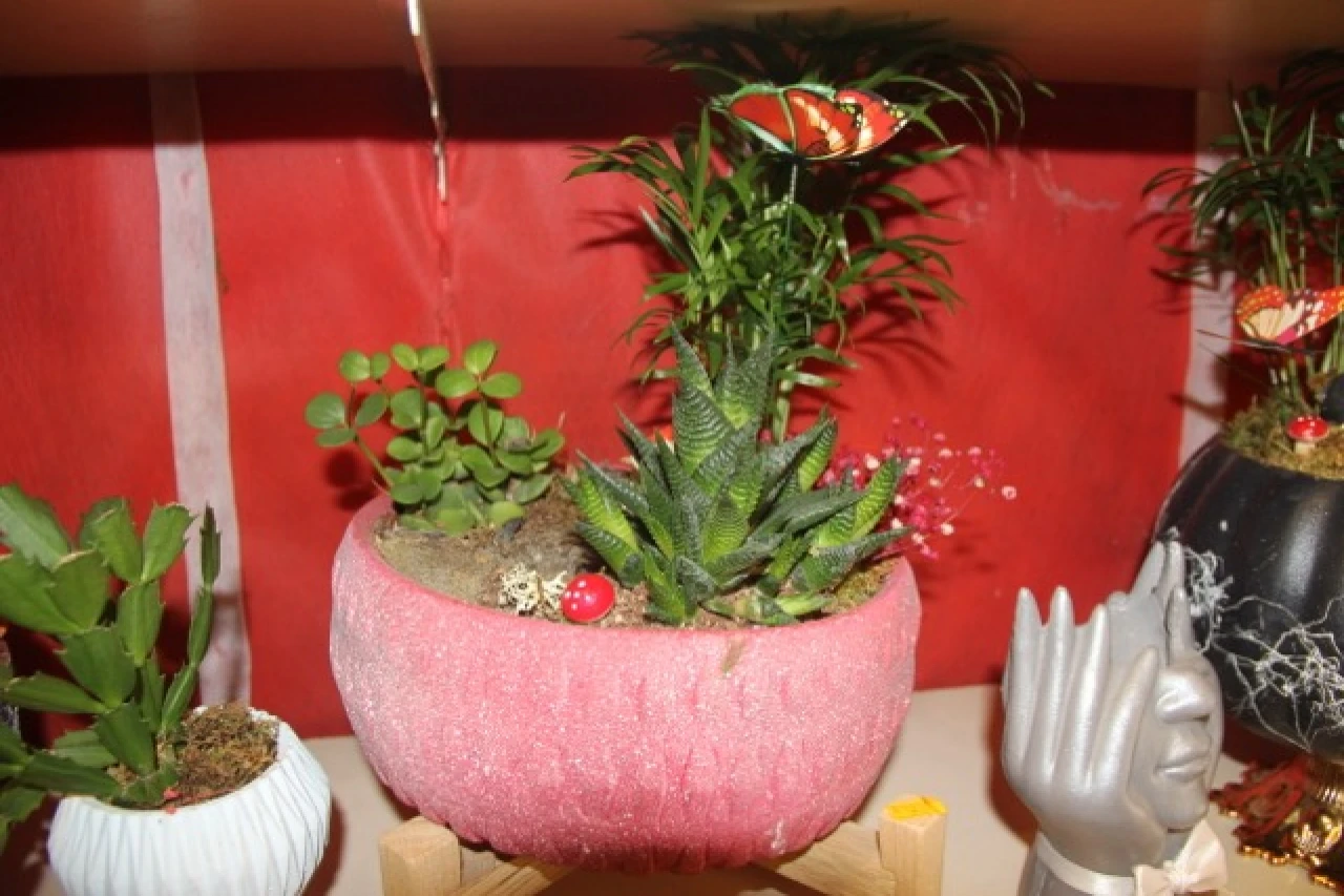 Ofis Gözdesi Kaktüsler