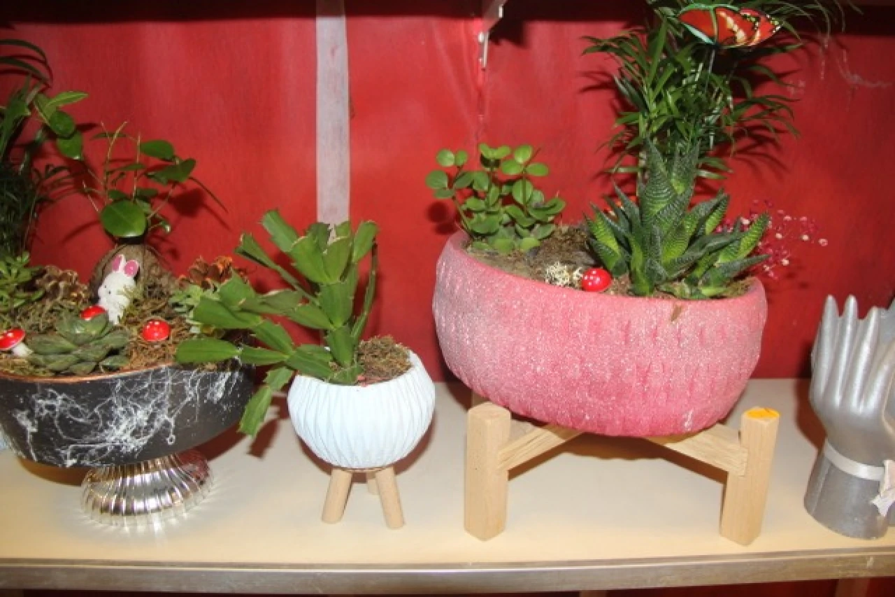 Ofis Gözdesi Kaktüsler