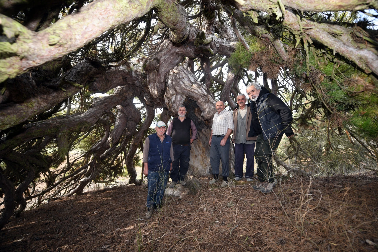 'Secde Eden Çam Ağacı' İlgi Çekiyor