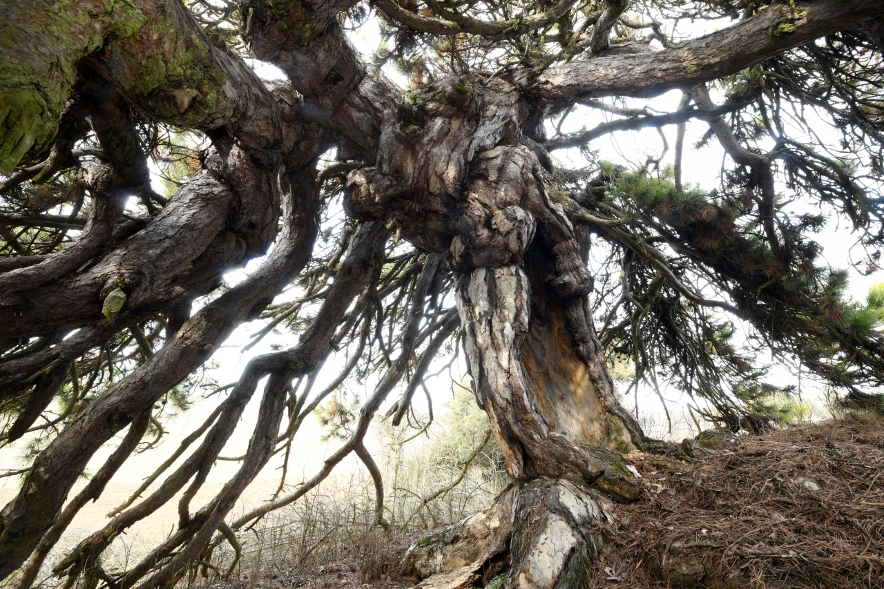 'Secde Eden Çam Ağacı' İlgi Çekiyor