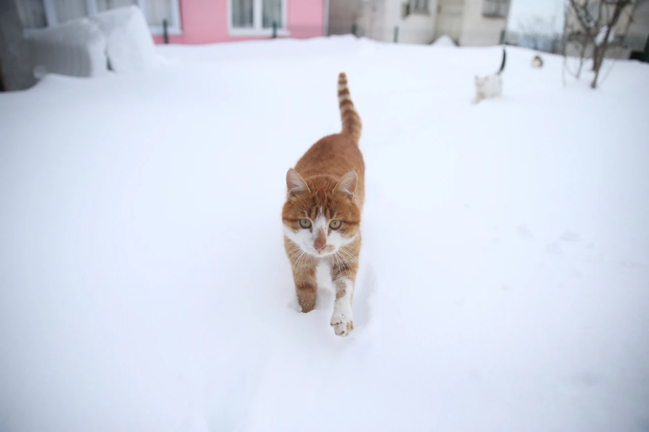 Kedileri Köy İmamı Besliyor