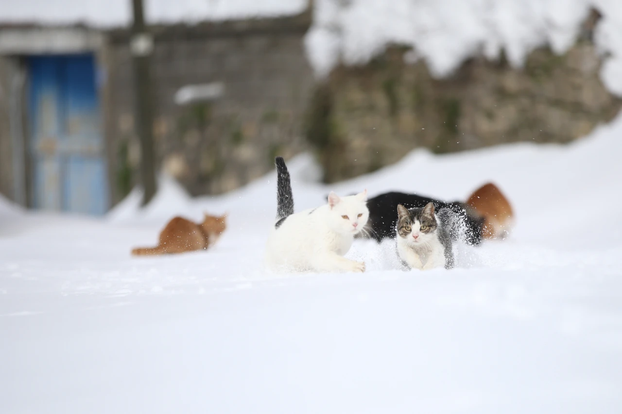 Kedileri Köy İmamı Besliyor