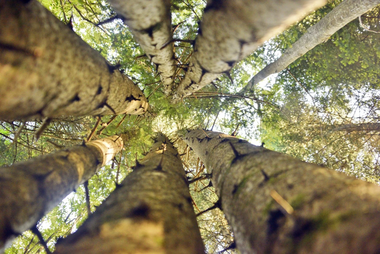 Aynı Kökten Büyüdüler